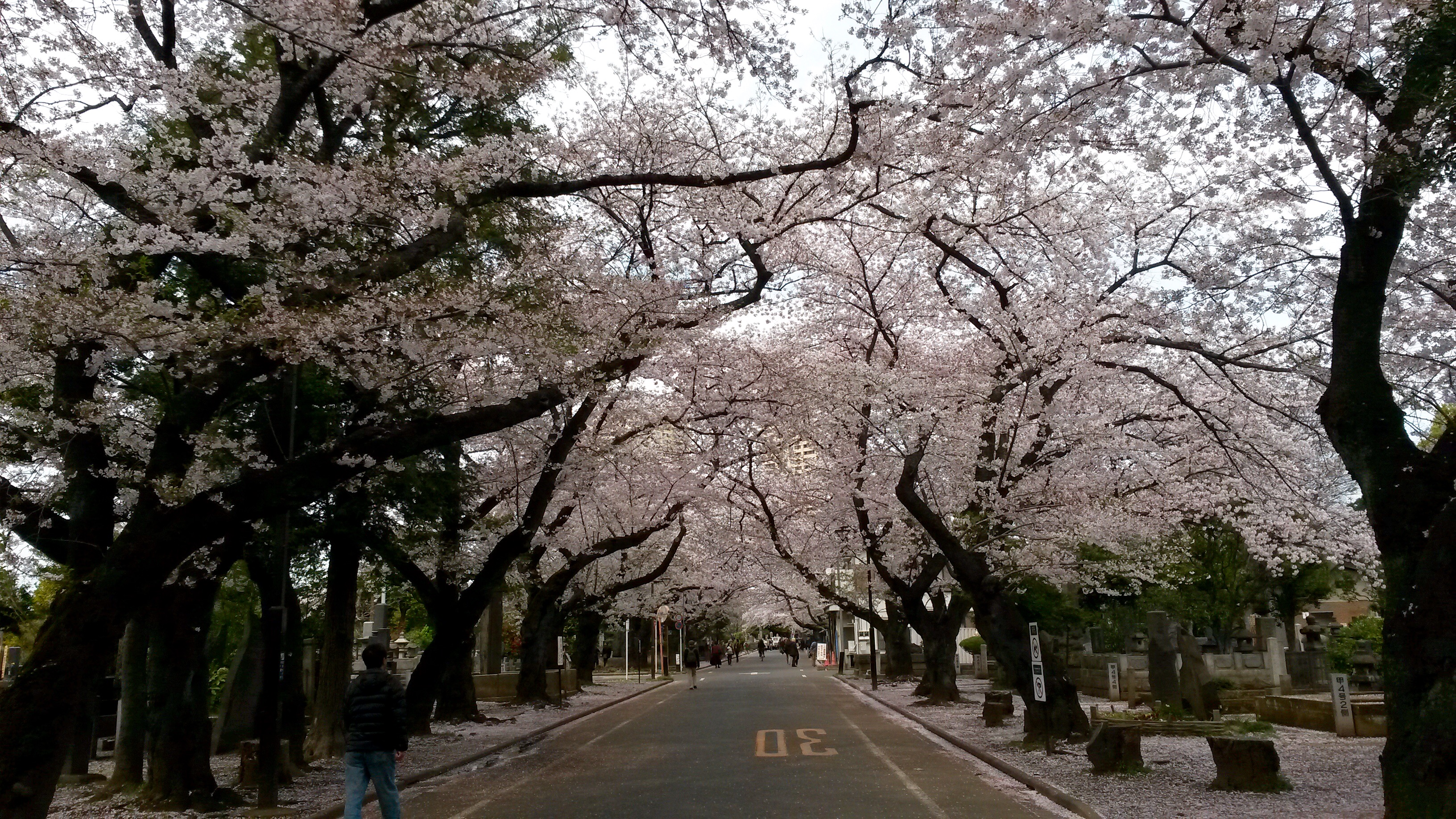 Sakura in Yanaka, Ueno - Tokyo
