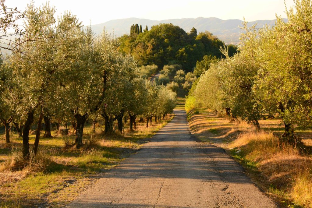 Coltivare pazienza crescere olivi toscana